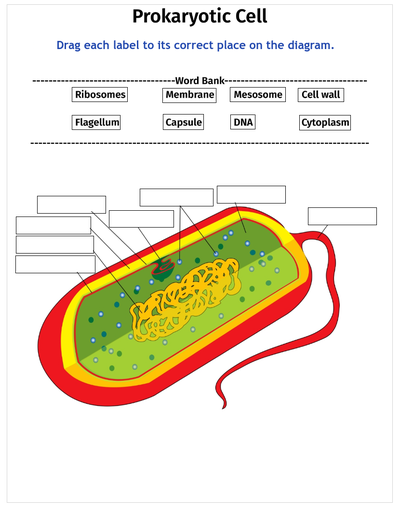 prokaryotic cells diagram labeled